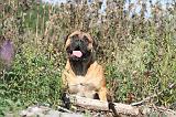 BULLMASTIFF 025